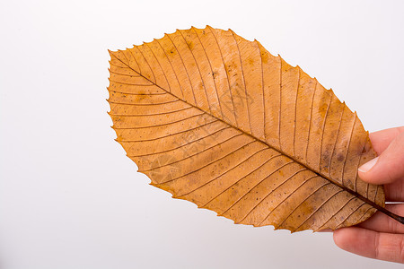 手握着白色背景的干枯秋叶叶子植物季节树叶黄色水彩干叶棕色背景图片