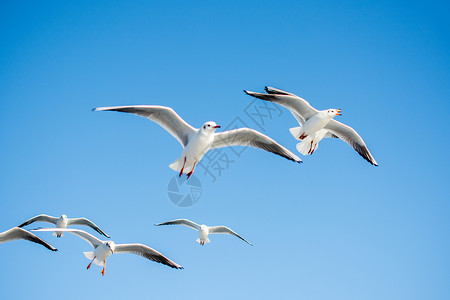 空中鸟海鸥在天空中飞翔航班生活观鸟羽毛钓鱼蓝色鸟类家禽朋友们伙伴背景