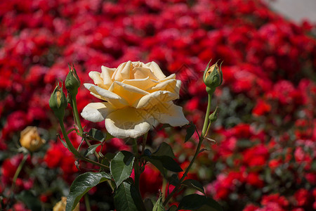 美丽多彩的玫瑰花植物绿色玫瑰花瓣白色叶子花园礼物背景图片