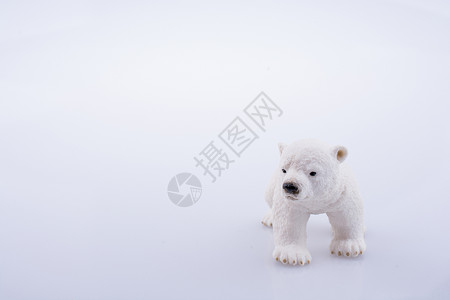 熊小的小北极熊数字捕食者毛皮哺乳动物爪子野生动物白色海事幼兽濒危荒野背景