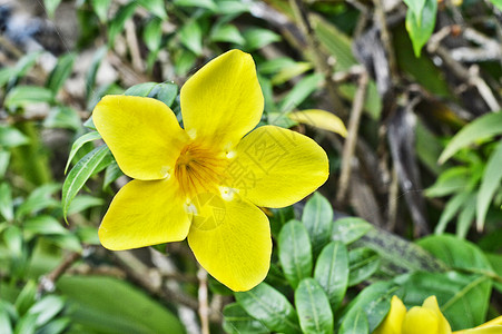 黄黄角花环境烟草园艺花瓣家庭疗法危险植物喇叭阿托品背景图片