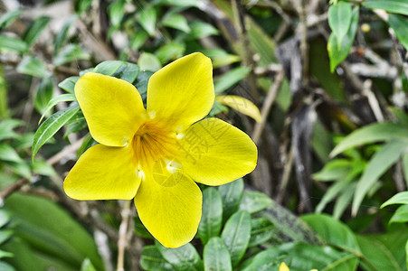 黄黄角花植物学园艺环境芳香花坛植物群疗法草本植物季节花园背景图片