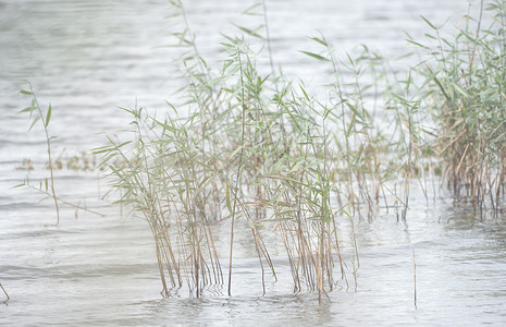 野草和鸟野草 在湖的岸边沼泽野生动物湿地反射森林荒野植物土地池塘季节背景