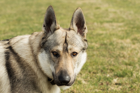 捷克斯洛伐克捷克猎狼犬在草地外面玩哺乳动物眼睛野生动物毛皮宠物荒野灰色绿色犬类动物背景