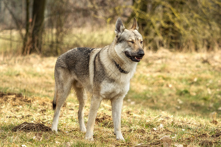 捷克斯洛伐克捷克猎狼犬在草地外面玩荒野绿色哺乳动物犬类牧羊人毛皮动物野生动物宠物眼睛背景