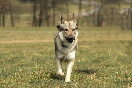 捷克斯洛伐克捷克猎狼犬在草地外面玩牧羊人宠物毛皮哺乳动物眼睛野生动物狼疮灰色犬类绿色背景