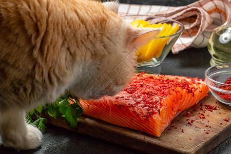 想吃鱼猫猫想从桌子上偷东西 吃一块鲑鱼肉片 -照片 图像背景