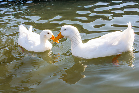 鸭子白驯化的自然高清图片