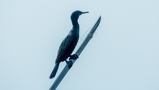 鸬鹚捕鱼双冠 鸬鹚 Kumarakom 鸟类保护区中的一种哑光黑色捕鱼鸟 流行于北美的河流湖泊和沿海地区 阿拉斯加的岛屿佛罗里达墨西哥野背景