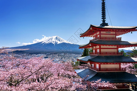 日本樱花盛开春天樱花开花 日本的朱瑞托塔和藤山公园天空季节浅间日落旅行叶子宝塔寺庙神社背景