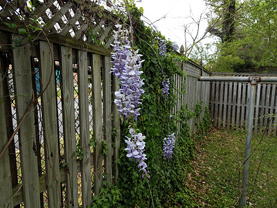 紫花藤蔓边框种植在木栅栏上生长的紫花藤和绿树叶绿色花瓣植物学植物杂草植物群藤蔓木头背景