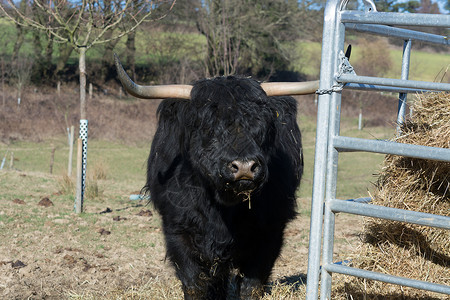 苏格兰高地牛国家旅行动物农场牛肉头发农业牦牛奶牛牧场背景