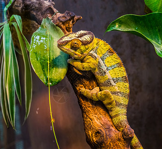 滑稽变色龙绿色和黑色带状豹变色龙的特写 来自马达加斯加的彩色热带蜥蜴 流行的异国情调和彩色宠物背景