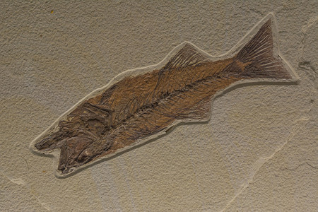 来自海洋的生命化石爬虫颅骨骨头生物学恐龙考古学骨骼古生代历史艺术岩石高清图片素材
