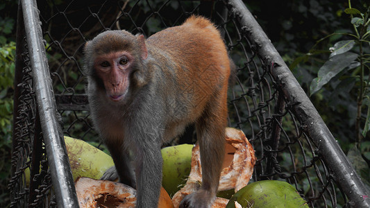 猴子偷走金属车的果实食物荒野动物灵长类水果环境成人阳台哺乳动物引擎盖森林高清图片素材