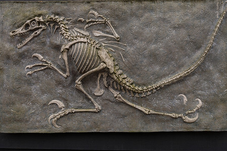 史前进化中的恐龙化石艺术高清图片素材