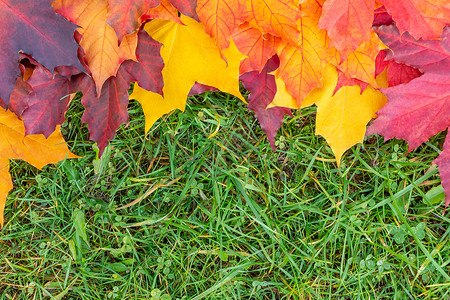 黄色叶子边框五颜六色的枫叶边框在绿草上 秋天的背景边界树叶生长橙子季节绿色红色植物金子黄色背景