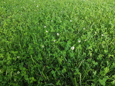 草坪里的杂草和绿草地面院子植物学植物草地绿色植物群背景图片
