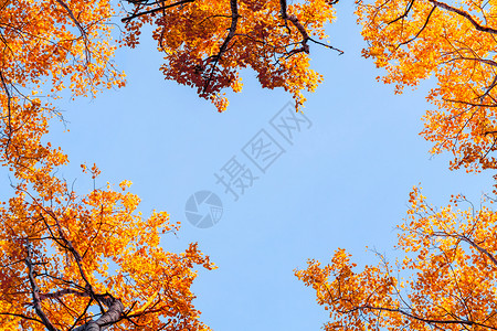 从下面看秋天森林的白杨树顶 映衬着蓝天 色彩缤纷的秋天风景 有复制空间 — 图片背景图片