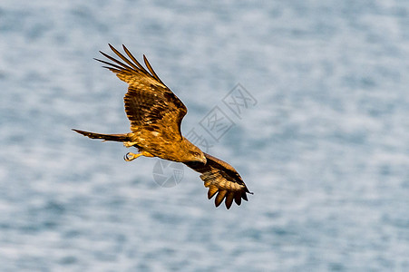 珠海金湾金鹰号天空野生动物动物飞行旅行荒野背景