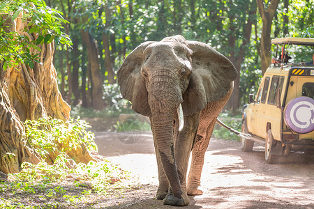 大象领导者坦桑尼亚图片素材