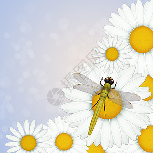 花朵上飞翔昆虫插图季节雏菊翅膀快乐背景图片