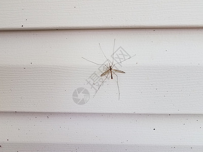 大起重机苍蝇或白色房屋旁的蚊子食虫者野生动物动物翅膀害虫长腿昆虫漏洞壁板家庭房子背景图片