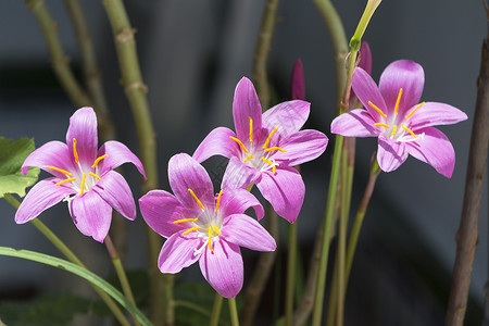 紫色秋水仙秋叶花瓣晴天叶子草本植物紫色花园植物植物群草地康复背景