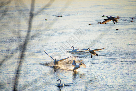 冬河上的天鹅鸟类池塘羽毛野生动物游泳翅膀太阳灰色水禽动物背景图片