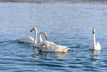 冬河上的天鹅太阳翅膀水禽羽毛眩光池塘动物白色蓝色灰色背景图片