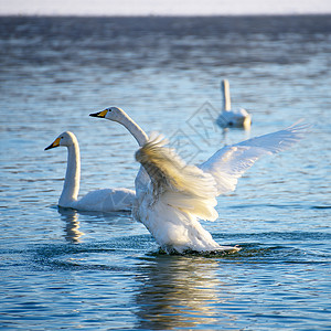 冬河上的天鹅游泳水禽太阳眩光水面蓝色翅膀羽毛池塘白色背景图片