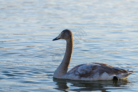 冬河上的天鹅太阳水面水禽羽毛游泳野生动物池塘灰色动物白色背景图片