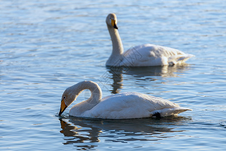 冬河上的天鹅野生动物池塘白色游泳蓝色水面太阳眩光羽毛翅膀背景图片