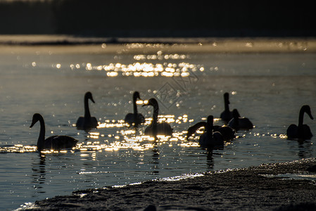 冬河上的天鹅动物眩光蓝色水禽池塘白色鸟类水面太阳灰色背景图片
