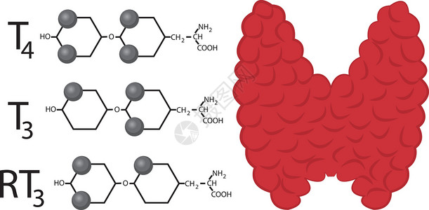 分子结构与大脑甲状腺功能方案 甲状腺激素的结构化学公式机能保健疾病卫生器官甲亢脖子身体下丘脑女性插画