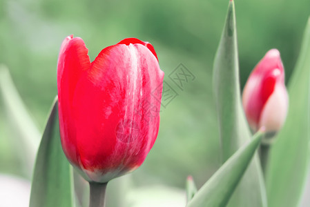 春天 在花园的床上有红色郁金香背景图片