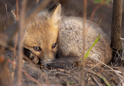 近登狐狸箱婴儿红色小狐狸书房哺乳动物少年小狗动物狐狸野生动物背景图片