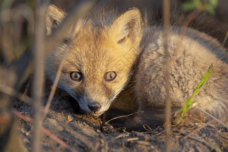 近登狐狸箱工具小狗成套野生动物小狐狸动物狐狸红色荒野哺乳动物背景图片