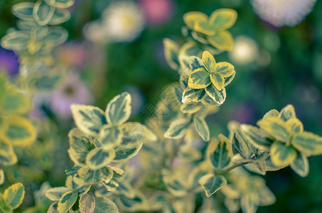 纺锤主轴季节高清图片