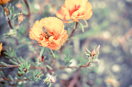 波罗海蜜蜂花园里花朵多彩 有蜜蜂 橙苔玫瑰 波图拉卡或帕斯兰背景植物橙子庆典植物群昆虫叶子场地植物学园艺花瓣背景