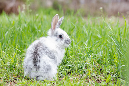 绿色草地上的白毛兔子 复活节兔子 小美人儿农场荒野宝宝太阳生物尾巴耳朵哺乳动物野生动物阳光背景