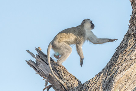 猴子摇树素材在一棵枯树上的动骨猴子背景