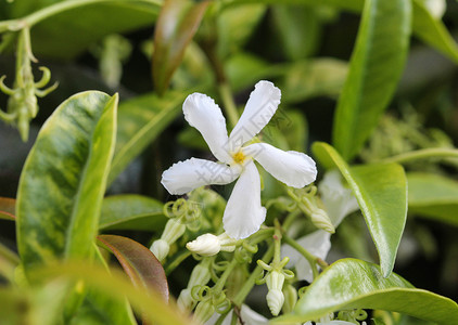 共同的名字包括同盟茉莉 南方茉莉 星茉莉 同盟jessamine和中国星茉莉 开花在庭院里星星花园植物植物群花朵叶子公园科学荒野背景图片