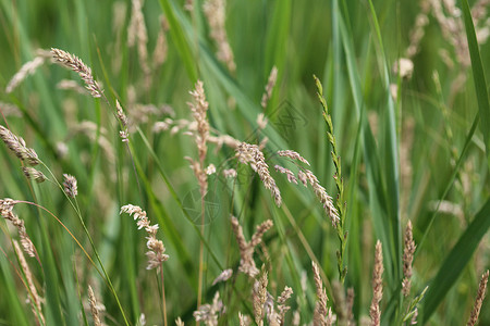 通用名称包括约克郡雾 拖网草和草地软草天鹅绒植物背景草原微距绿色花序种子环境生长背景图片