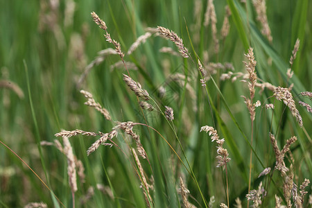 通用名称包括约克郡雾 拖网草和草地软草植物花序柔软度种子农业草籽环境摄影大白兔绿色背景图片