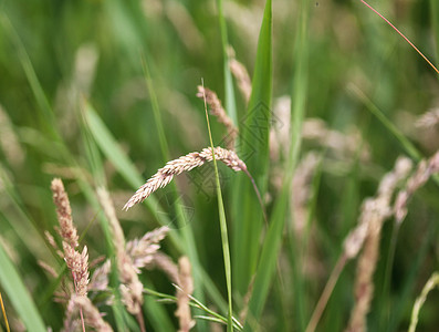 通用名称包括约克郡雾 拖网草和草地软草草原生长植物天鹅绒绿色农业场地草籽种子环境背景图片