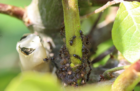 拟黑多刺蚁黑花园蚁群 在花园植物中筑巢植物群触角动物天线控制工人宏观漏洞眼睛花园背景