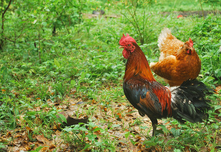 泰语场地雄性市场羽毛物物家畜宠物公鸡居住畜牧业商品高清图片素材