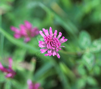 紫色三叶草春季盛开的红氯素三聚花束野花草地场地季节杂草花园花瓣植物荒野背景