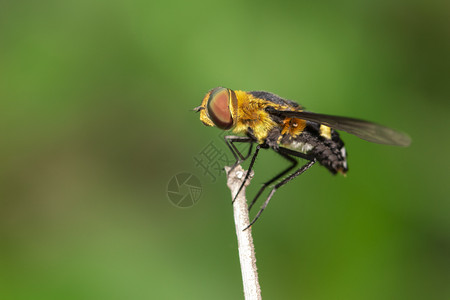 以自然背景显示树枝上的悬浮苍蝇Syrphidae图像生活花粉动物群植物翅膀昆虫蜜蜂荒野野生动物叶子春天高清图片素材